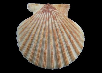 Aequipecten tehuelchus tehuelchus